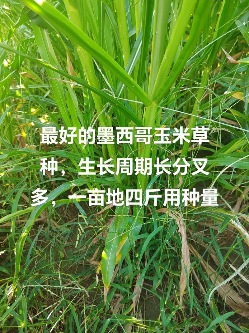 墨西哥玉米草种籽牧草种子养殖畜牧再生牛羊猪兔鱼