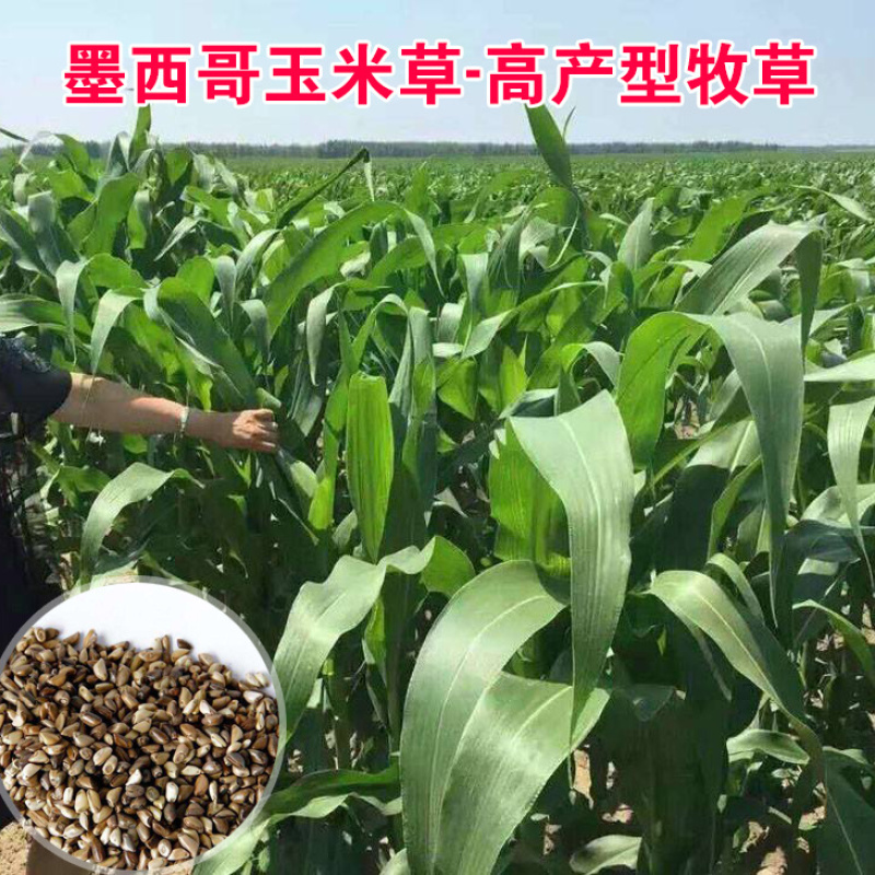 墨西哥玉米草种籽牧草种子养殖畜牧再生牛羊猪兔鱼