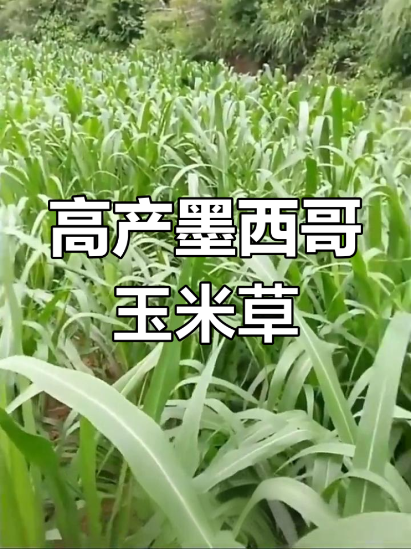 墨西哥玉米草种籽牧草种子养殖畜牧再生牛羊猪兔鱼