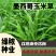 墨西哥玉米草种籽牧草种子养殖畜牧再生牛羊猪兔鱼