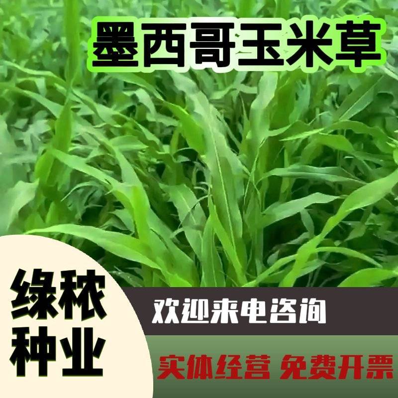 墨西哥玉米草种籽牧草种子养殖畜牧再生牛羊猪兔鱼