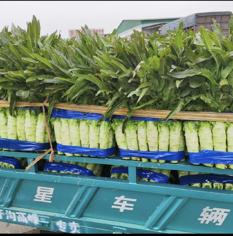兰陵产地直发精品莴苣，尖叶、红叶、圆叶品种