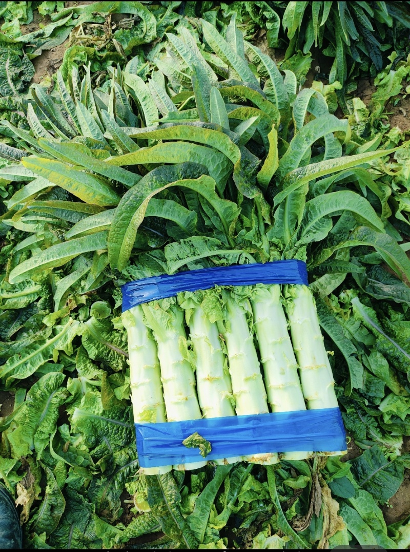 兰陵产地直发精品莴苣，尖叶、红叶、圆叶品种