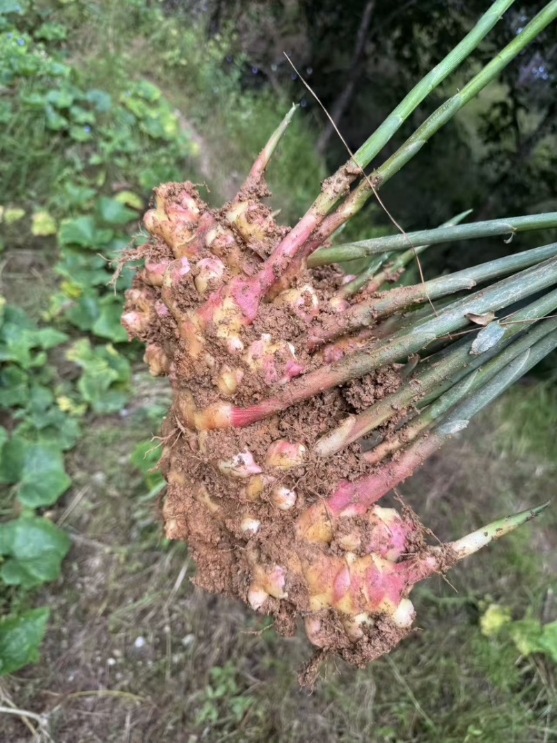云南文山二黄姜块头饱满肉质纯黄姜香浓郁全国发货