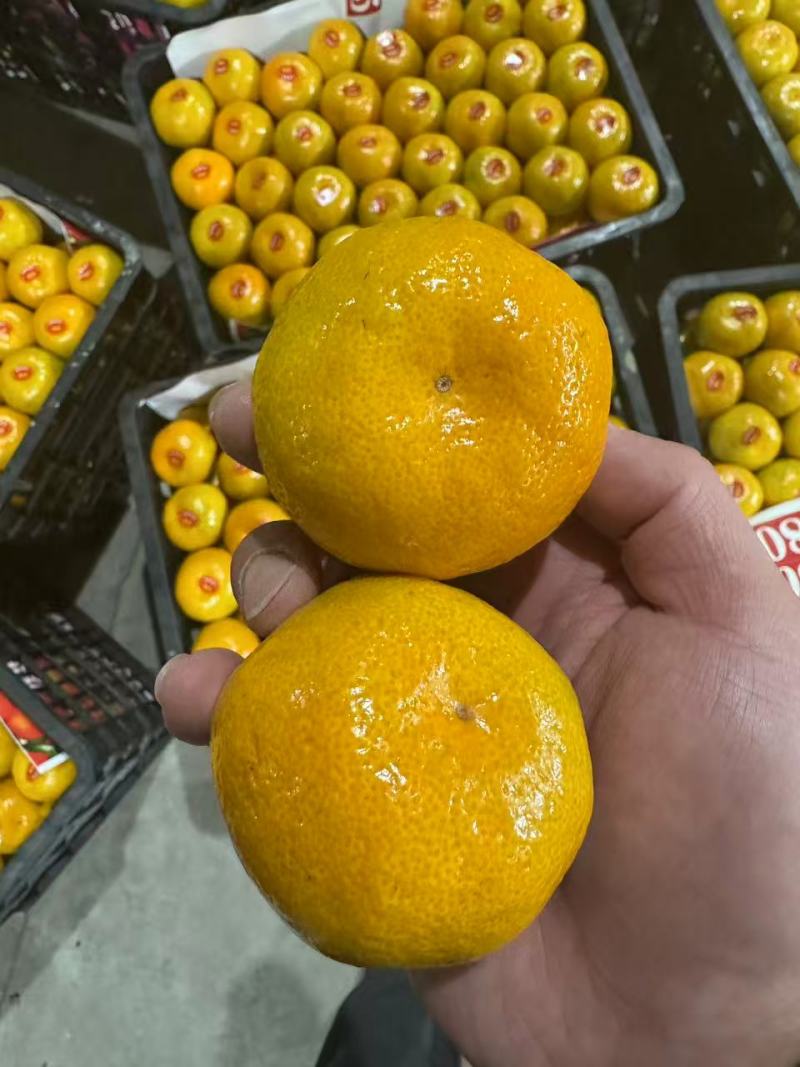湖北蜜橘大量接单产地直发量大从优欢迎来电