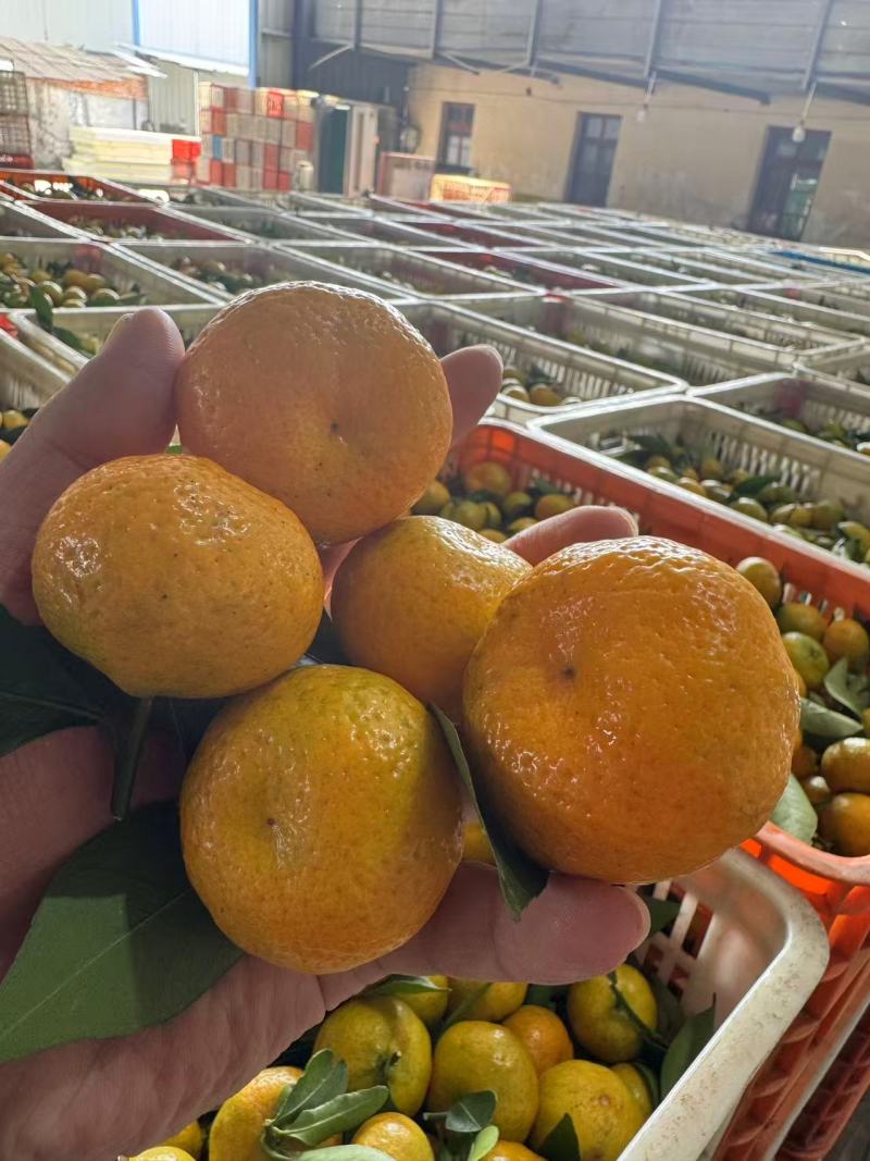 湖北蜜橘大量接单产地直发量大从优欢迎来电