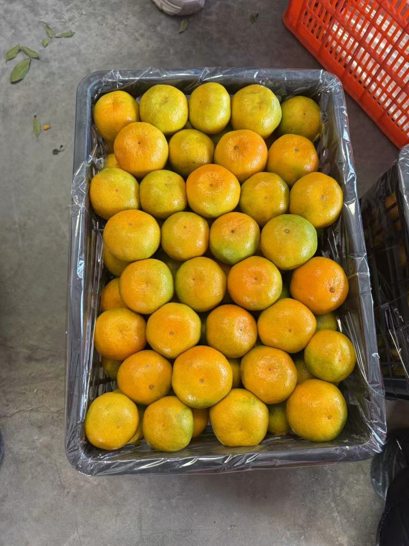 湖北蜜橘大量接单产地直发量大从优欢迎来电