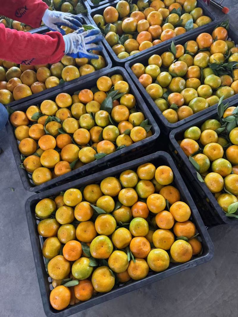 湖北蜜橘大量接单产地直发量大从优欢迎来电