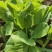 豌豆苗【别称:豌豆尖蝴蝶菜】，一手货源，保质保量，诚信经营