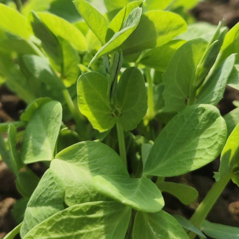 豌豆苗【别称:豌豆尖蝴蝶菜】，一手货源，保质保量，诚信经营