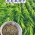 墨西哥玉米草种籽牧草种子养殖畜牧再生牛羊猪兔鱼