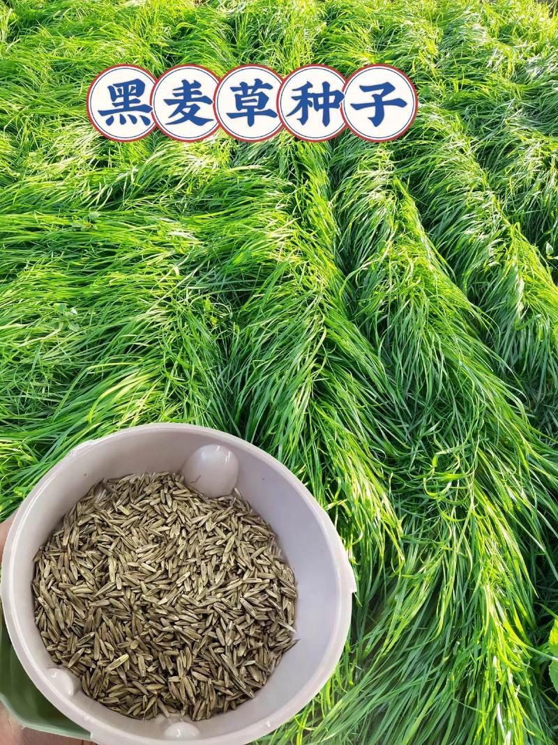墨西哥玉米草种籽牧草种子养殖畜牧再生牛羊猪兔鱼