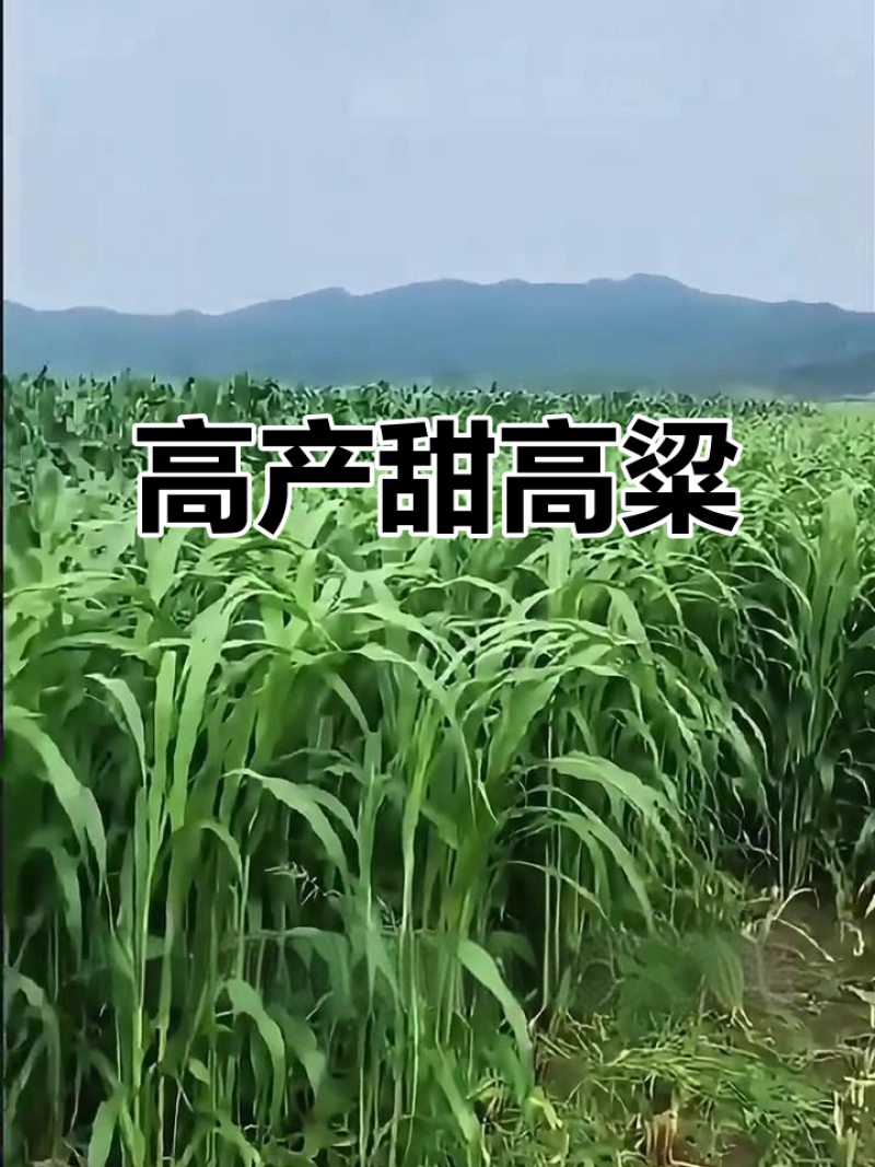 墨西哥玉米草种籽牧草种子养殖畜牧再生牛羊猪兔鱼
