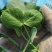 豆苗【别称:龙须菜蝴蝶菜】诚信经营，可视频看货