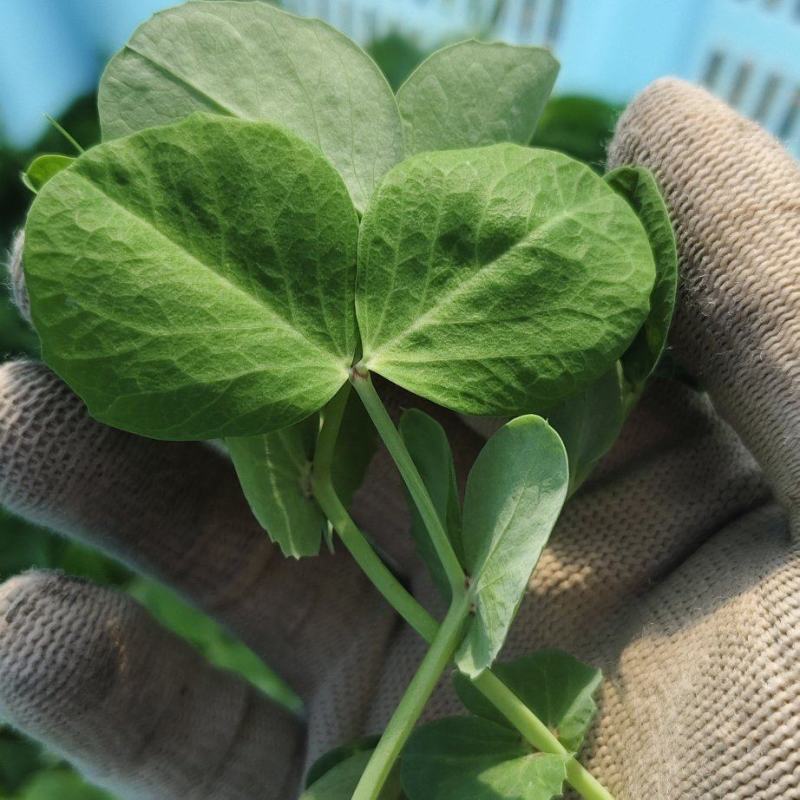 豆苗【别称:龙须菜蝴蝶菜】诚信经营，可视频看货