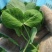 豆苗【别称:龙须菜蝴蝶菜】诚信经营，可视频看货