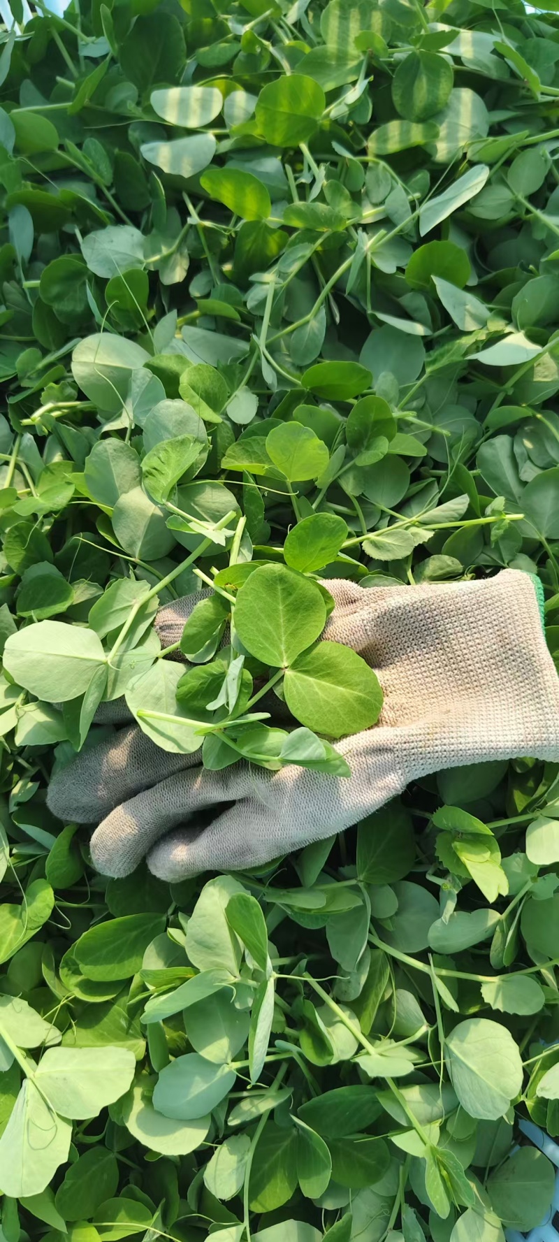 豆苗【别称:龙须菜蝴蝶菜】诚信经营，可视频看货
