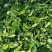 豆苗【别称:龙须菜蝴蝶菜】诚信经营，可视频看货