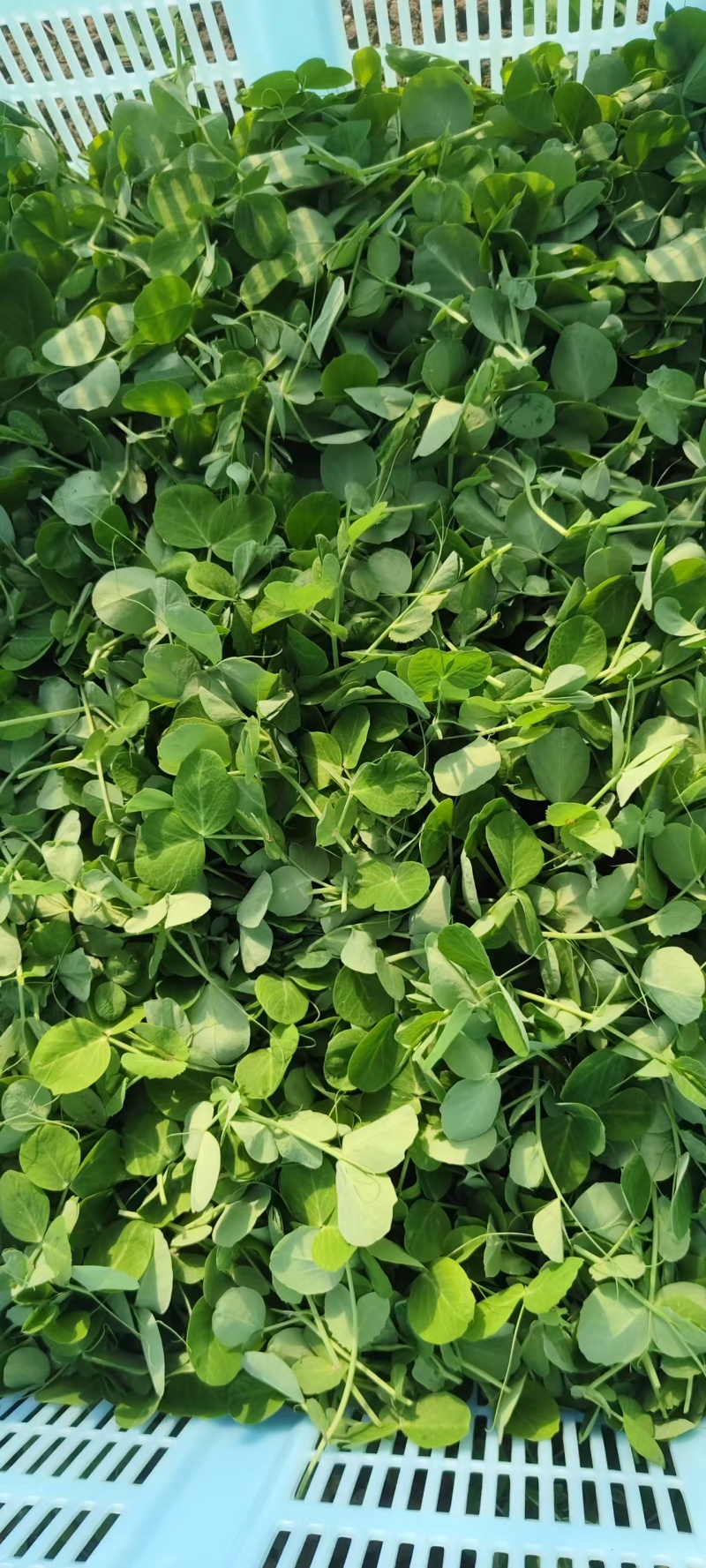 豆苗【别称:龙须菜蝴蝶菜】诚信经营，可视频看货