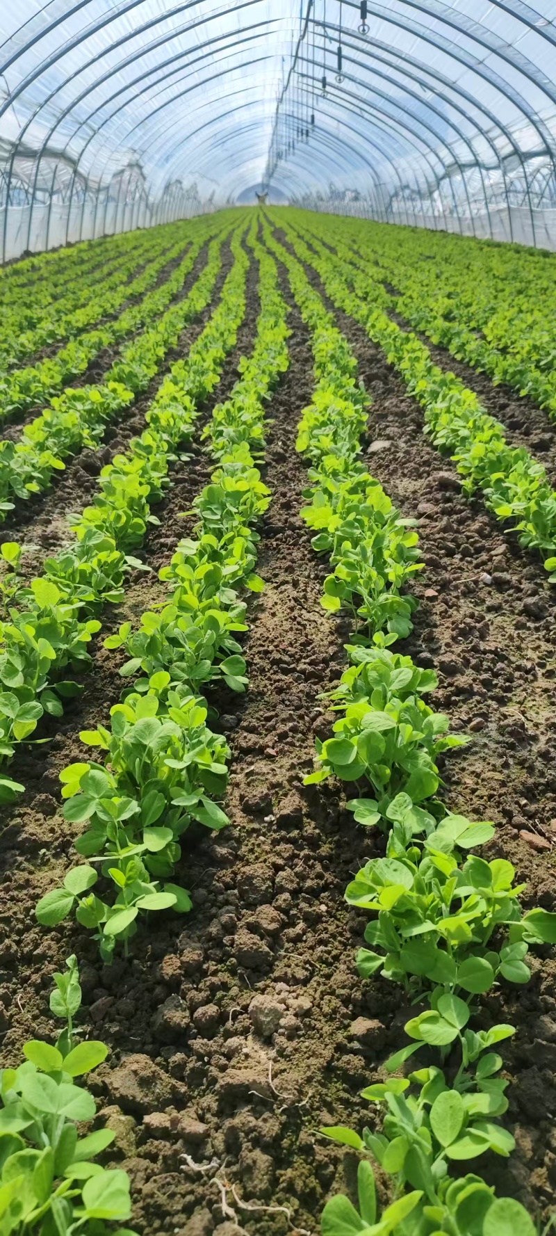 豆苗【别称:龙须菜蝴蝶菜】诚信经营，可视频看货