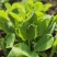 豆苗【别称:龙须菜蝴蝶菜】诚信经营，可视频看货