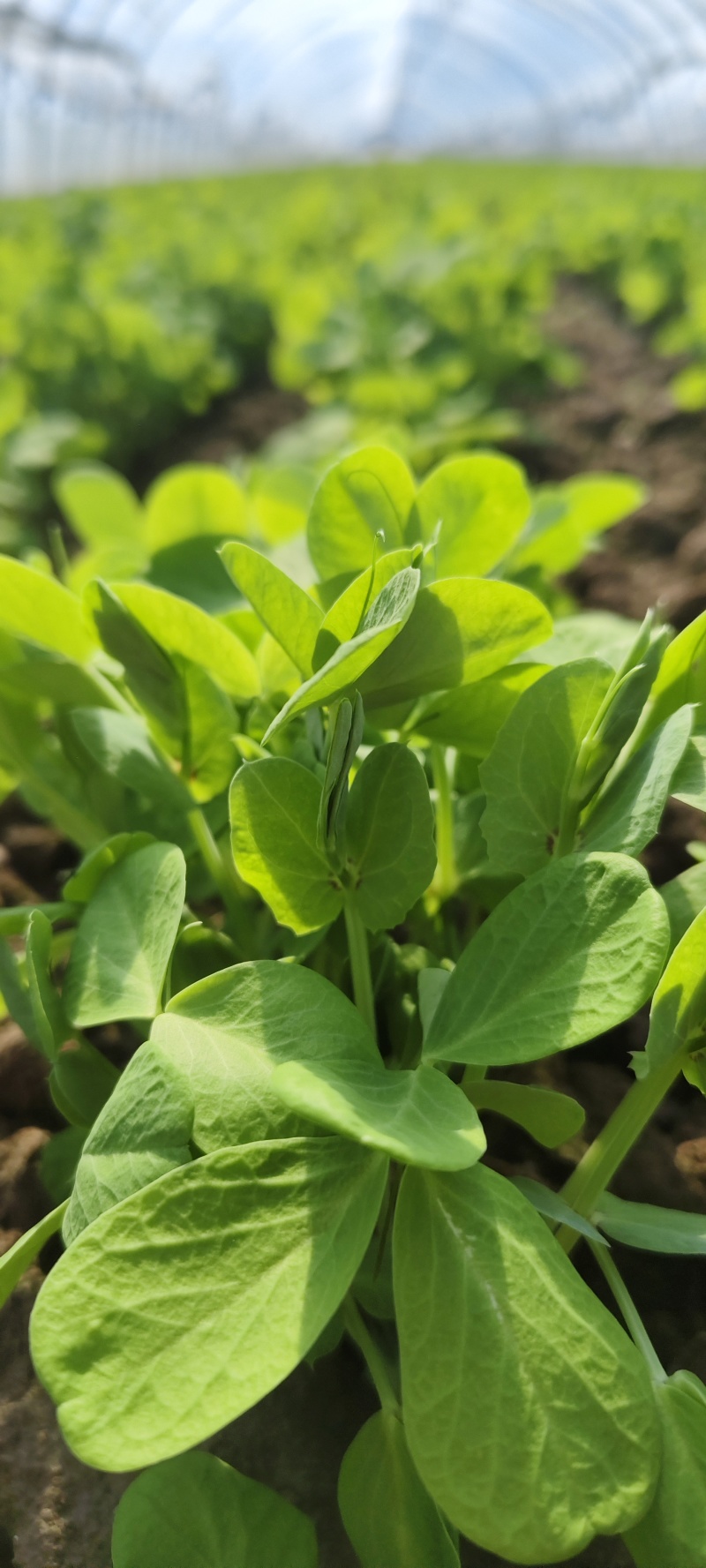 豆苗【别称:龙须菜蝴蝶菜】诚信经营，可视频看货