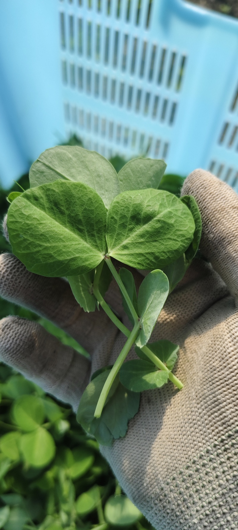 豆苗【别称:龙须菜蝴蝶菜】诚信经营，可视频看货