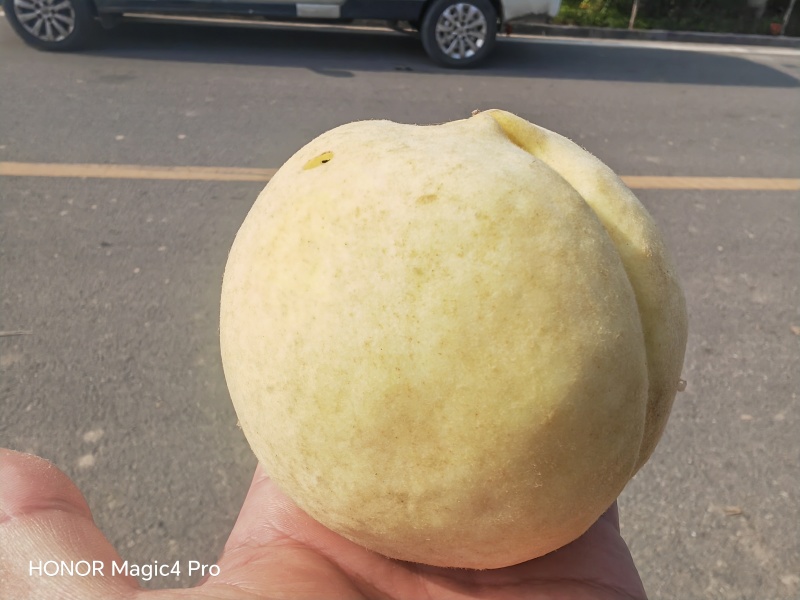 冬桃产地一手货源，规格齐全，大量现货供应，可视频看货