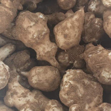 优质白皮沙地洋姜热卖中