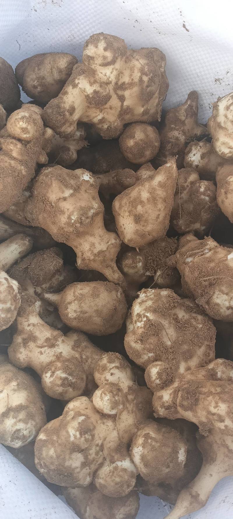 优质白皮沙地洋姜热卖中
