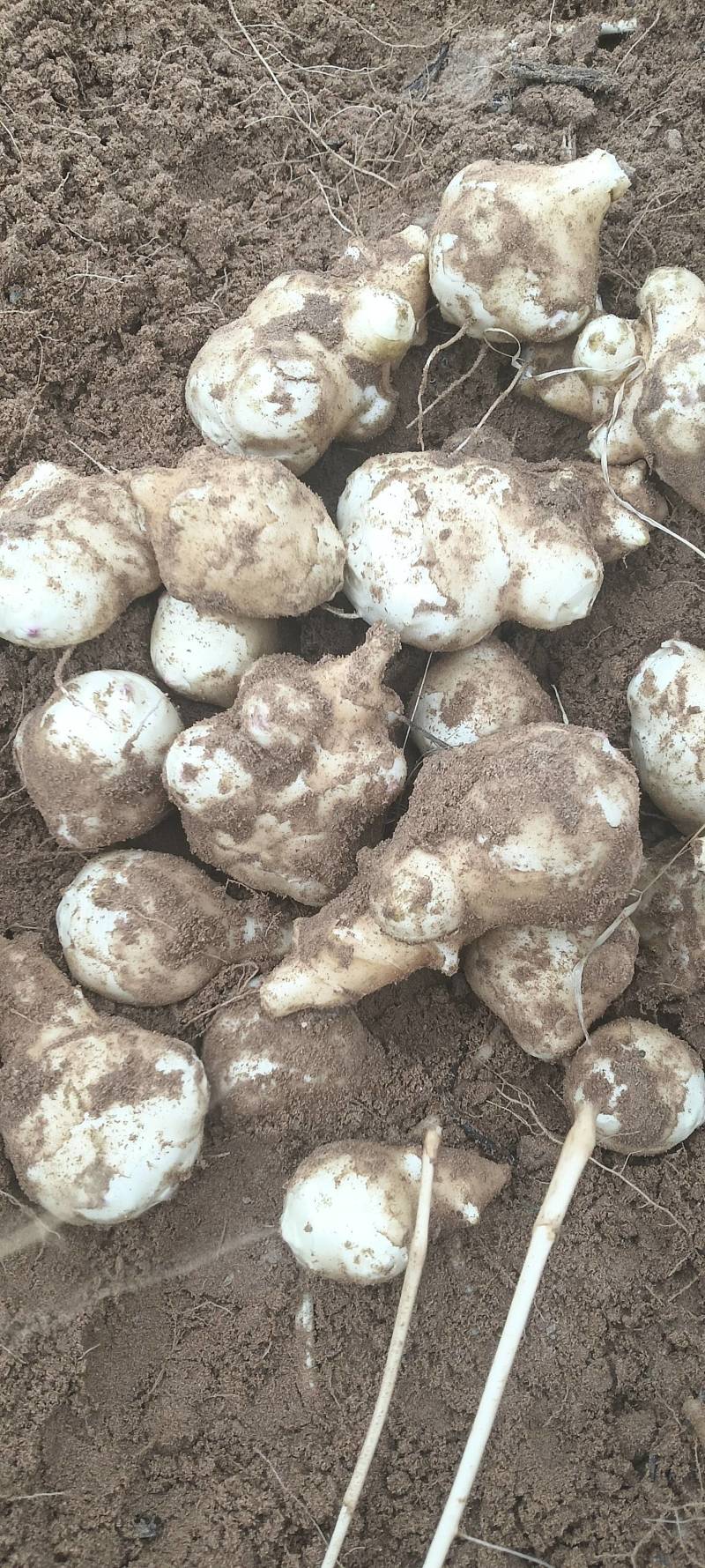 优质白皮沙地洋姜热卖中