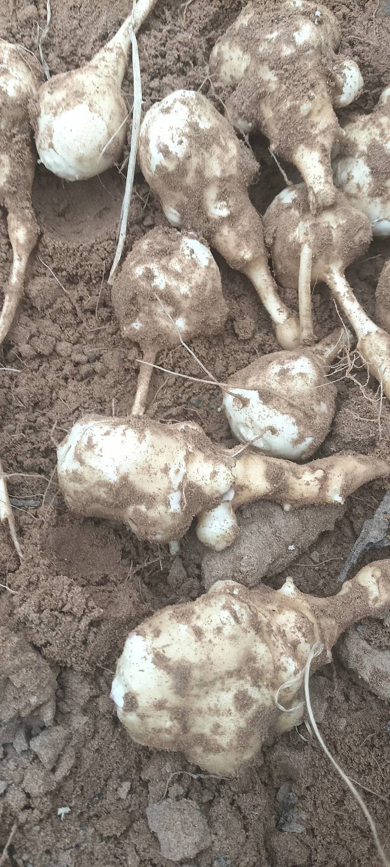优质白皮沙地洋姜热卖中