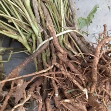 大通草老庄苗