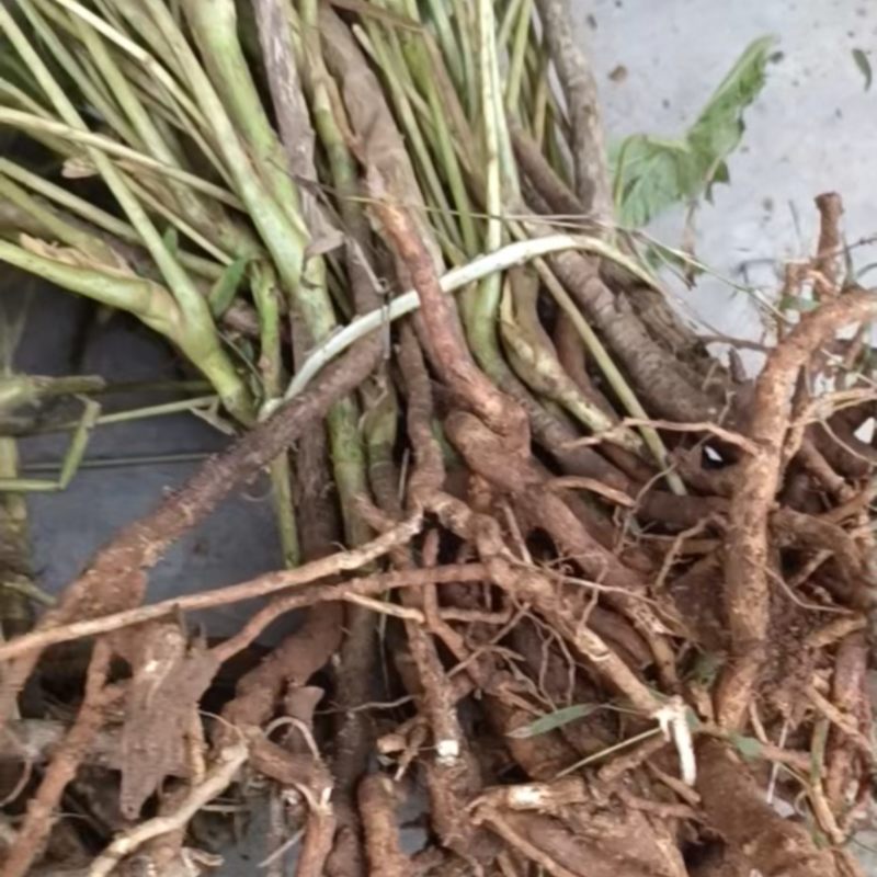 大通草老庄苗