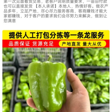 产地直供农户直采万亩太空椒大量上市中专业包装团队