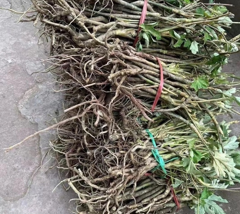 大通草老庄苗