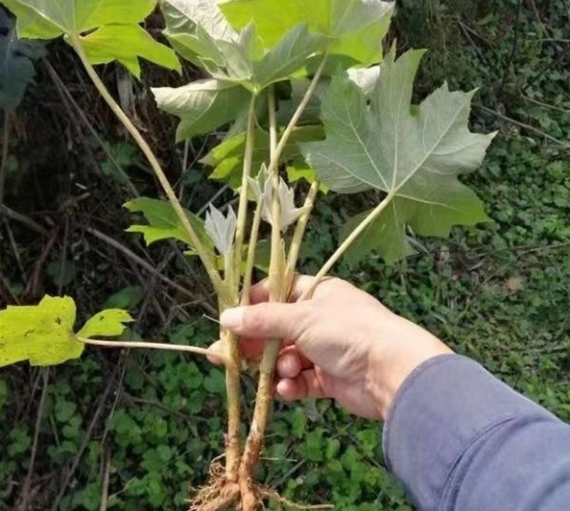 大通草老庄苗