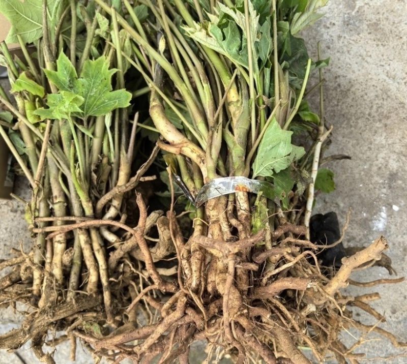 大通草老庄苗
