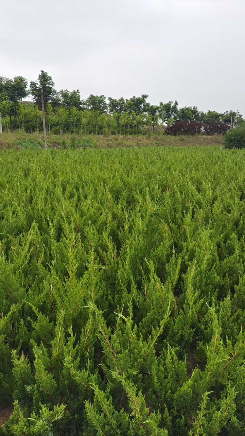 侧柏（黑碗）规格齐全量大优惠一手货源