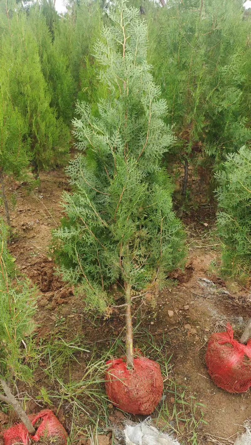 侧柏（黑碗）规格齐全量大优惠一手货源