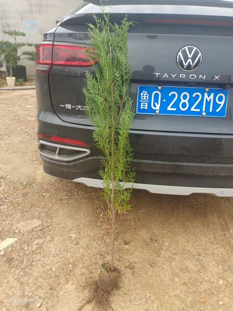 侧柏（黑碗）规格齐全量大优惠一手货源