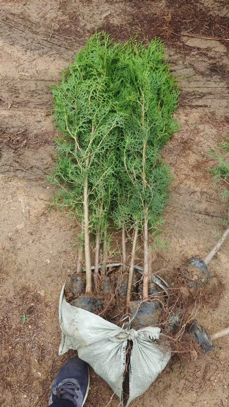 侧柏（黑碗）规格齐全量大优惠一手货源