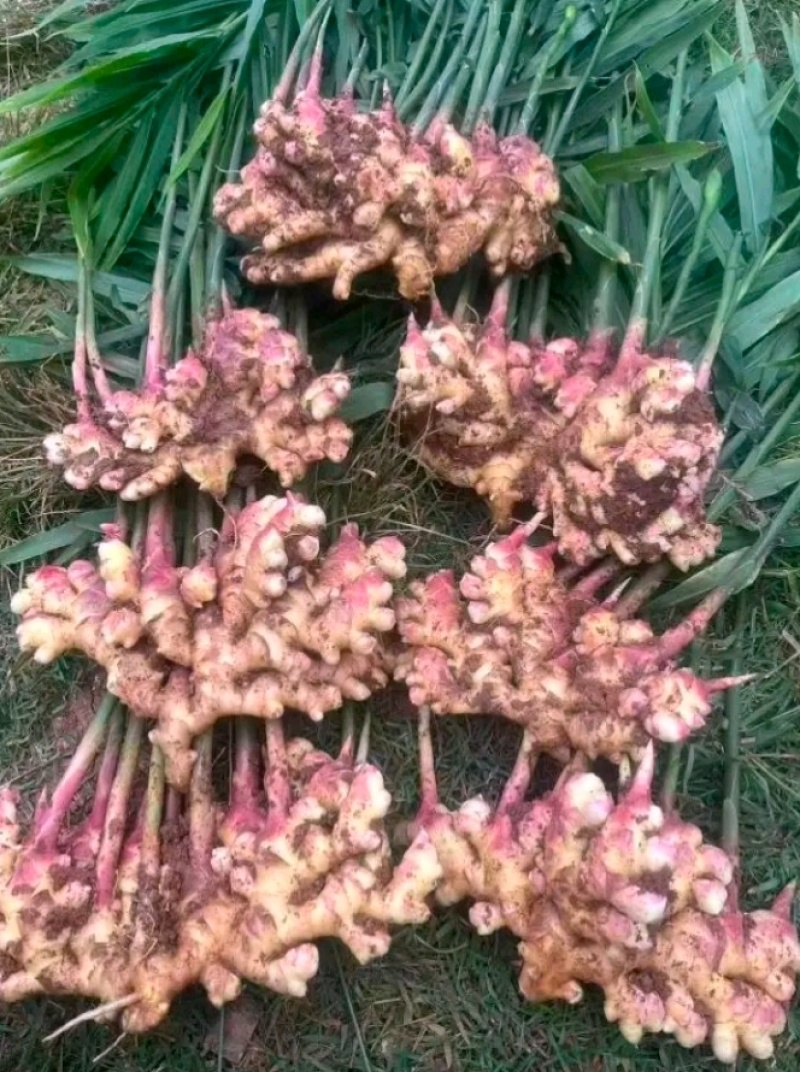 湖南娄底生姜/湖南本地生姜/大量有货/欢迎提前订购