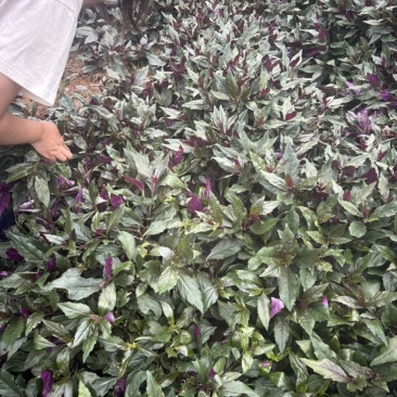 血皮菜