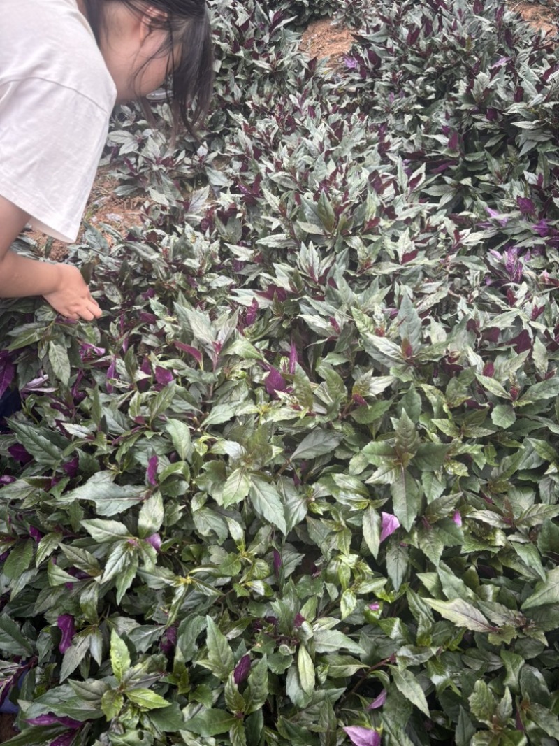 血皮菜