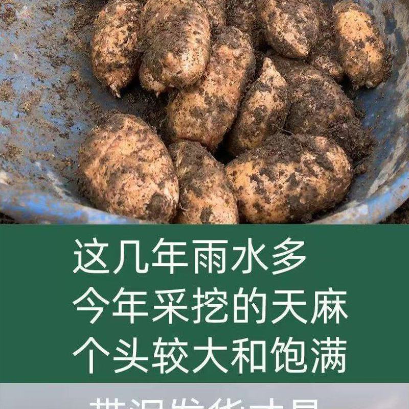 贵州毕节高山鲜天麻
