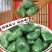 山东特产腊八蒜酸甜爽口传统腌制清脆解腻即食下饭