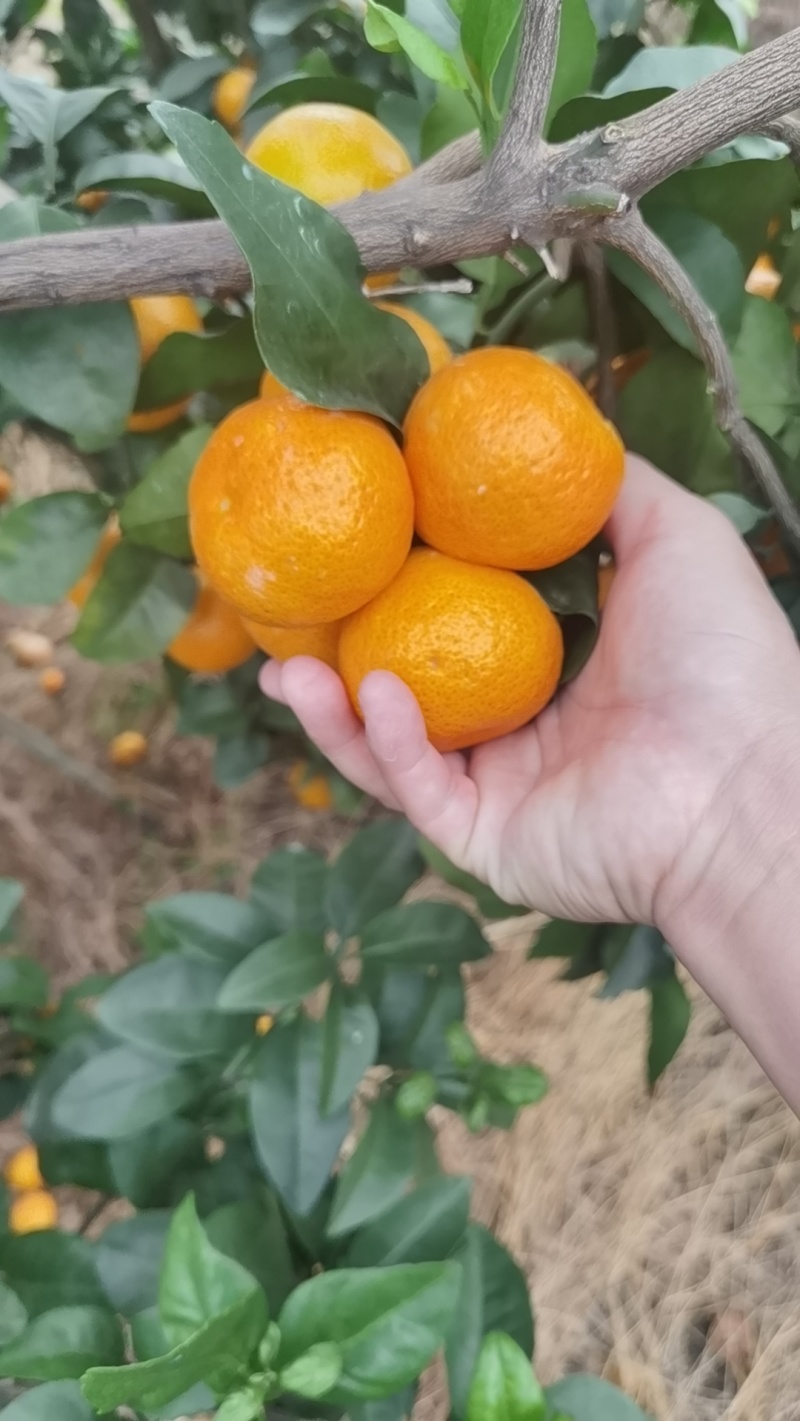 广西上林县金秋沙糖桔