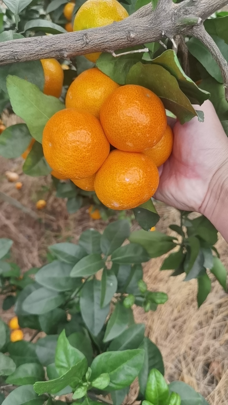 广西上林县金秋沙糖桔