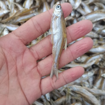 淡盐烘干开肚白肖/鱼干/小白条/餐条/干货/水库鱼/包邮